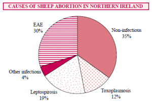 Causes of Abortion in Sheep in N Ireland