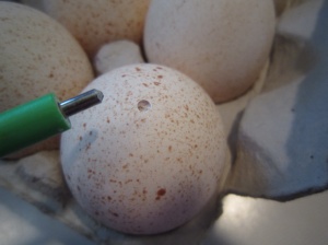 Drilling Egg